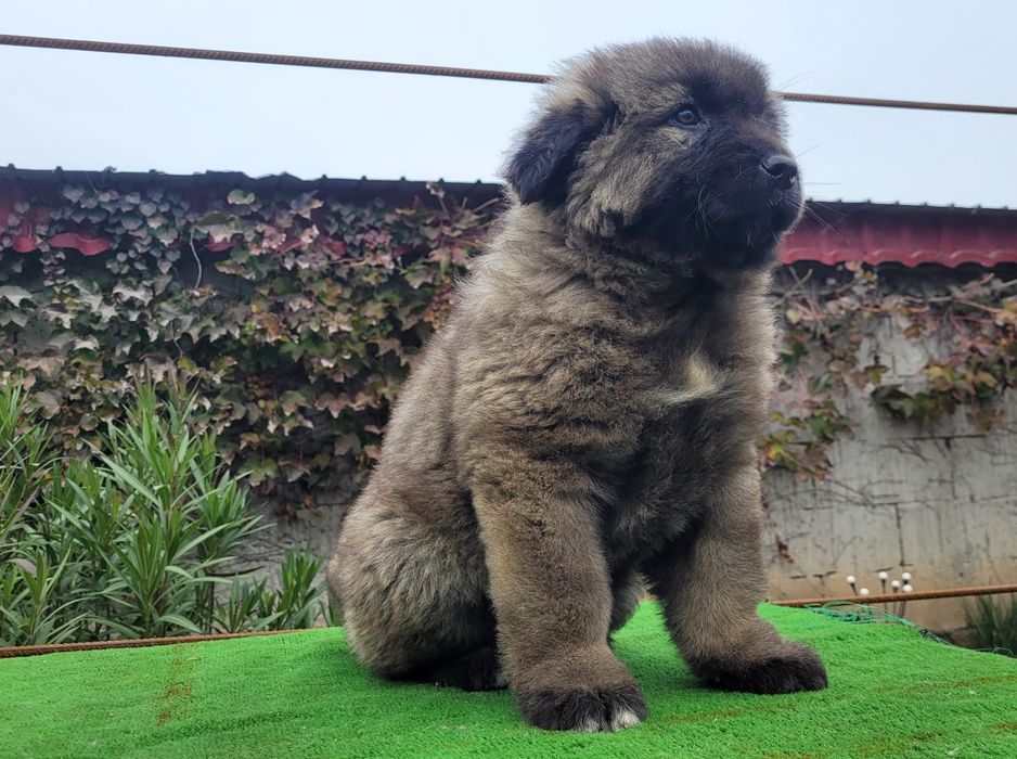 Ciobanesc caucazian talie mare  femele.