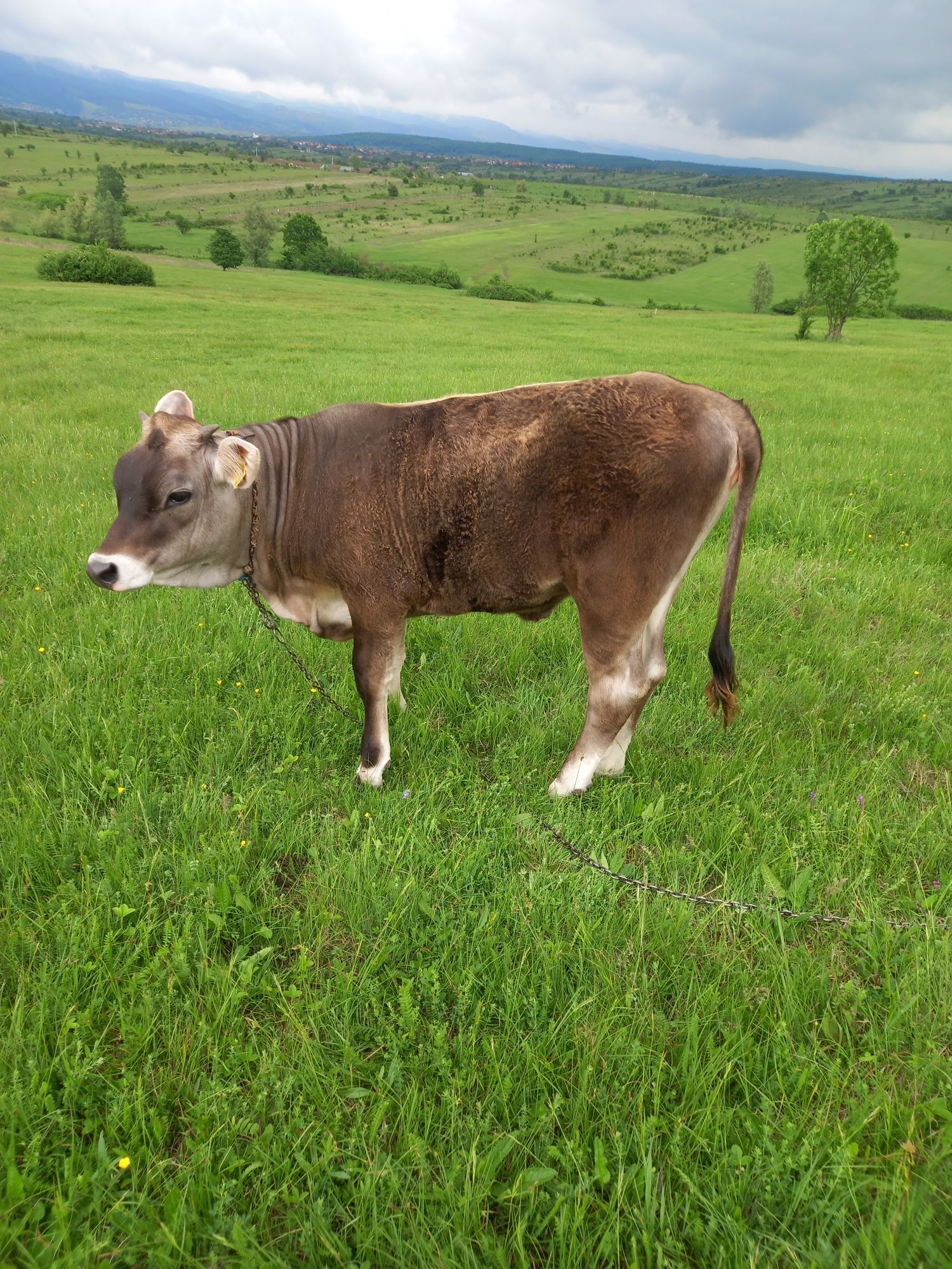 Vaca și vitea sugara