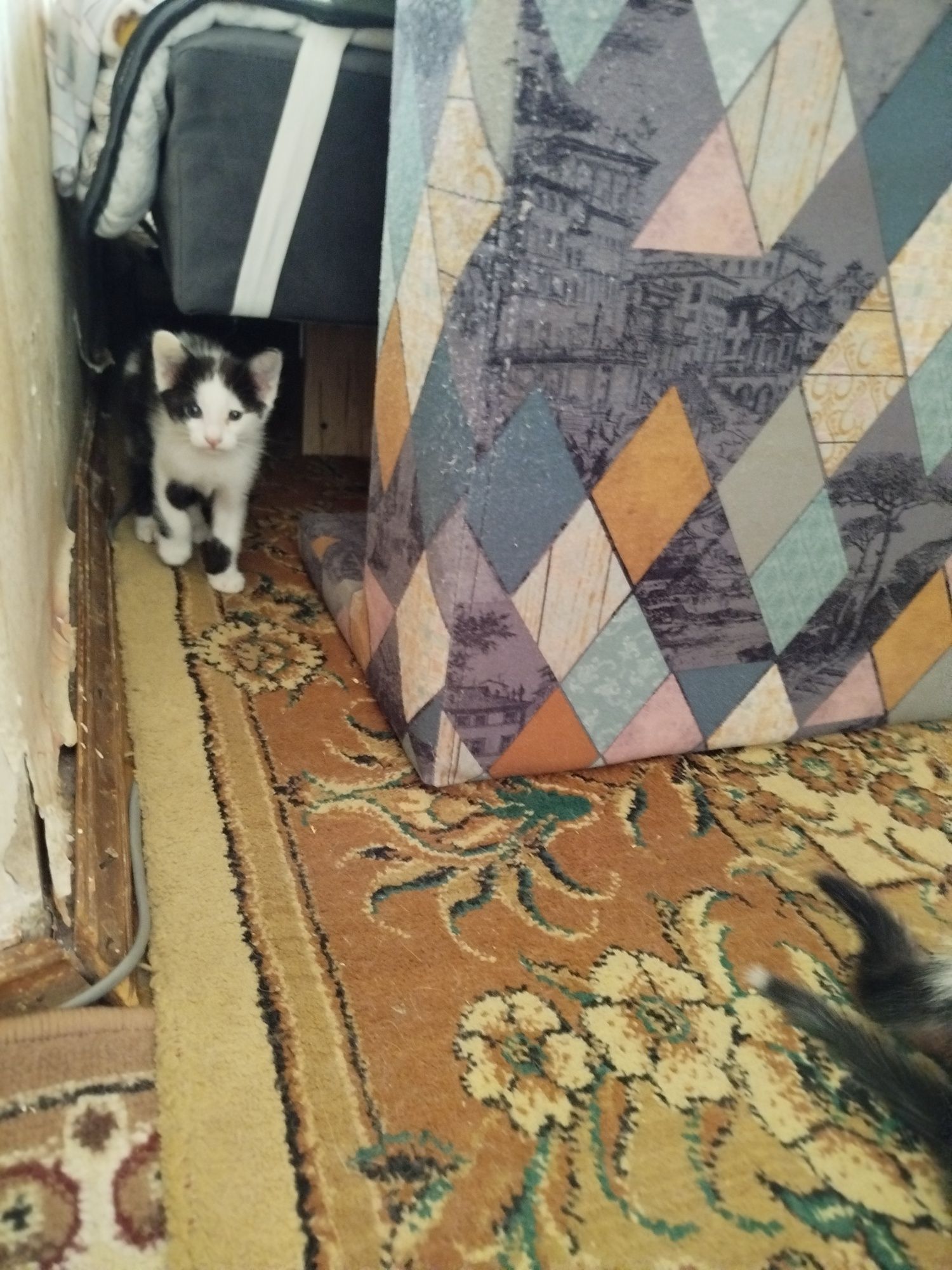 Котята в добрые заботливые руки