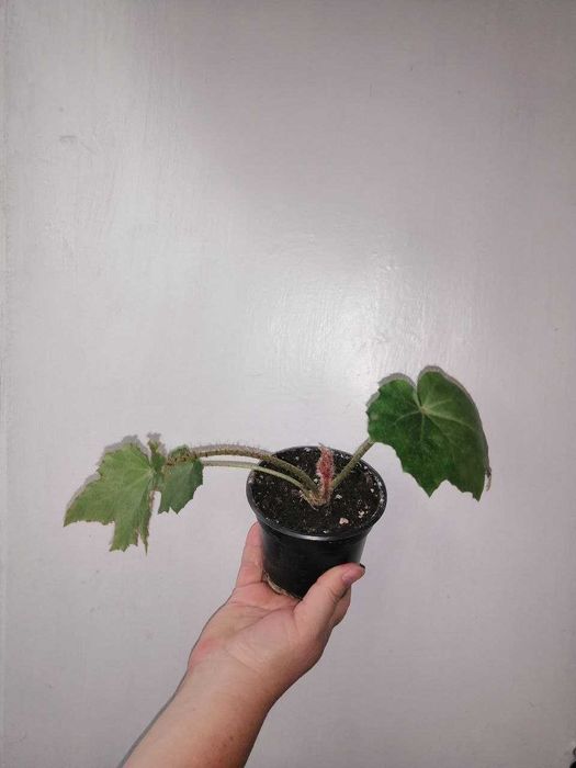 Бегония воротничковая (клещевинолистная)