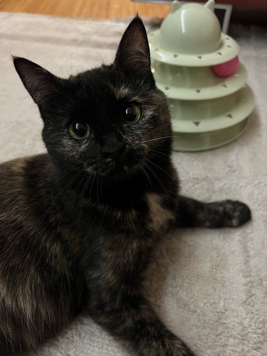 SOS котенок девочка ищет дом!