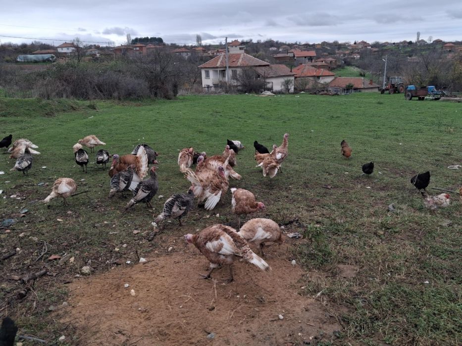 Продавам домашни пуйки