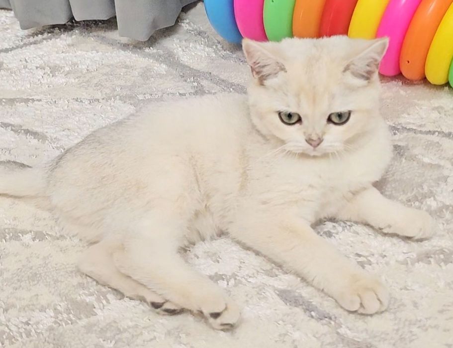 80$serebro shinshilla