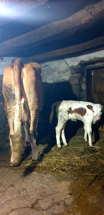 Vand junica balțata romanesc