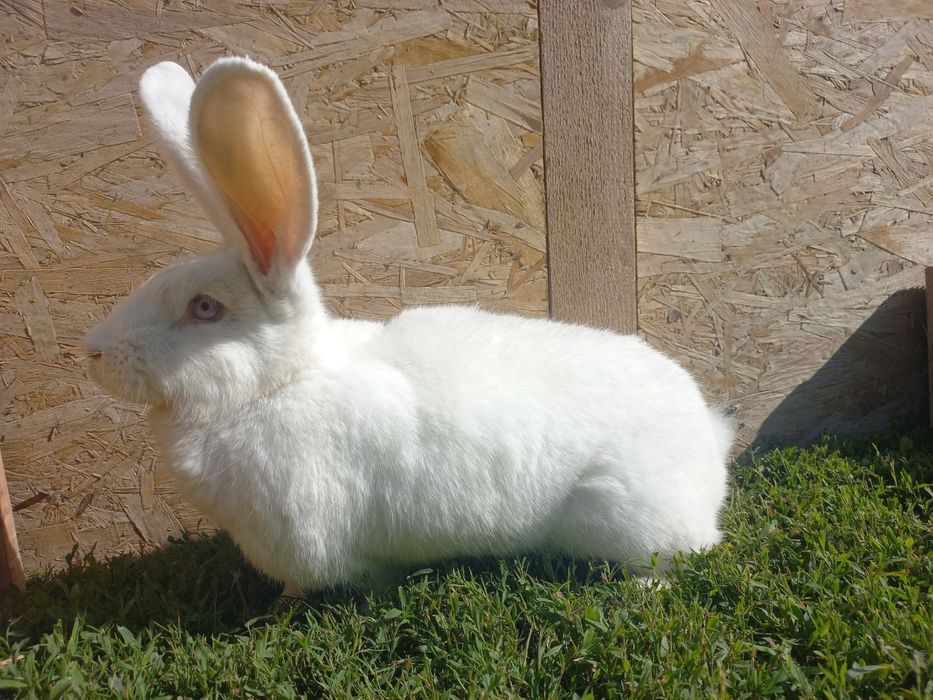 Vând iepuri prețuri foarte BUNE !!!