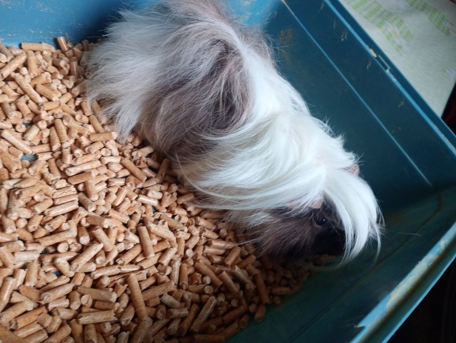 Porcușor de guineea vândut