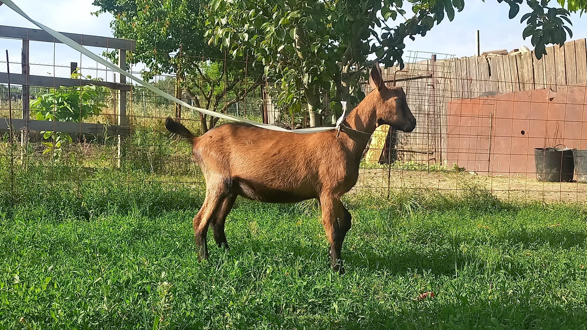 Vând 2 țapi de rasă