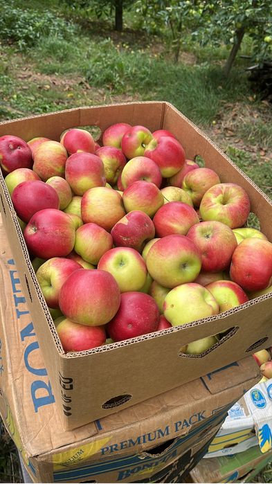 Mere Golden Jonathan Florina