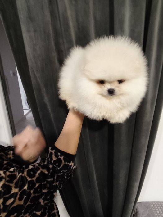 Мъжки померанчета