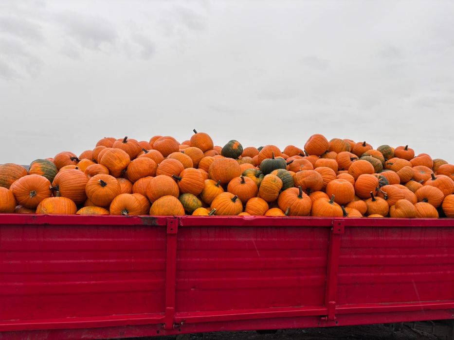 Dovleac halloween si dovleac placintar