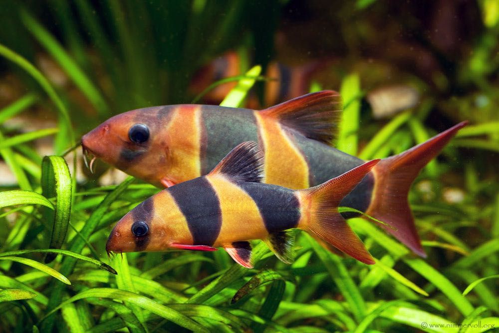 Рыбки боция клоун