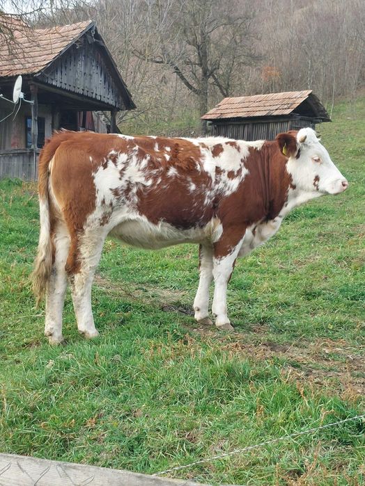 Vaca de vanzare!