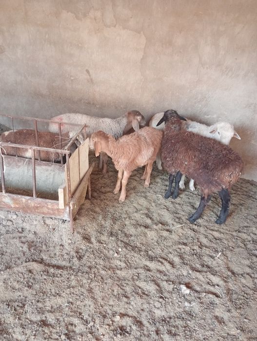 Қойлар сатылады!!!