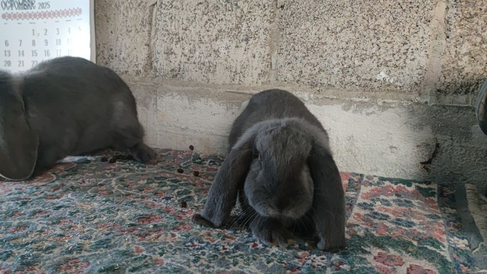 Berbec german rasă mare