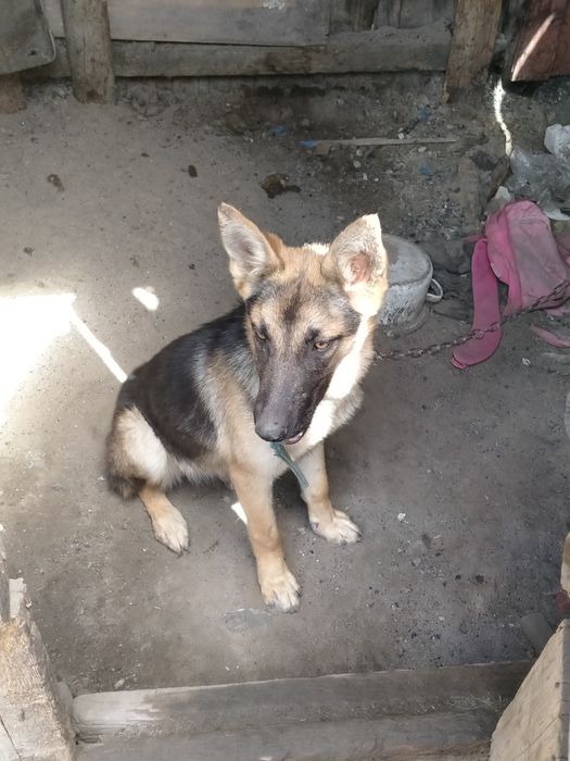 Продам немецкий девочка цена окончательная 45.000 уступки нет