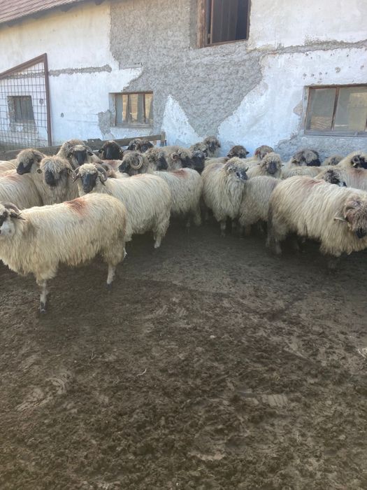 Vand 25 de oi turcane