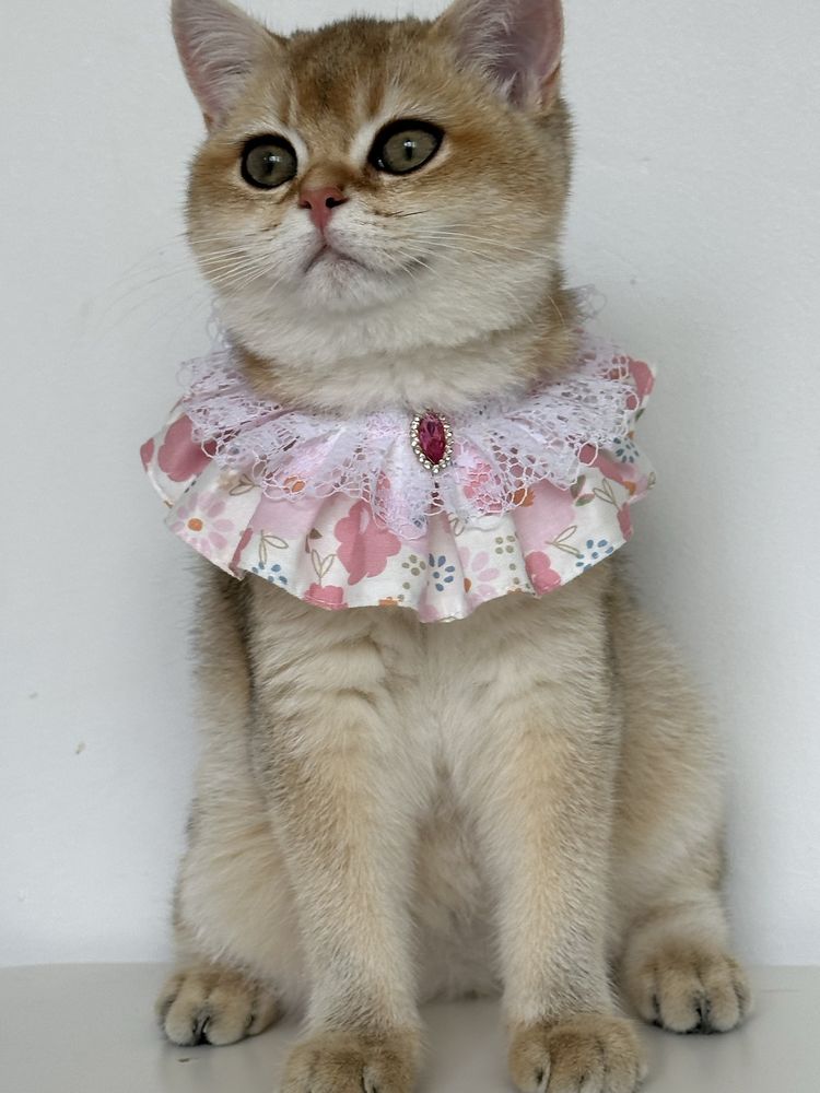 British shorthair golden shaded, FETITA superba !! FELISA AUTORIZATA !