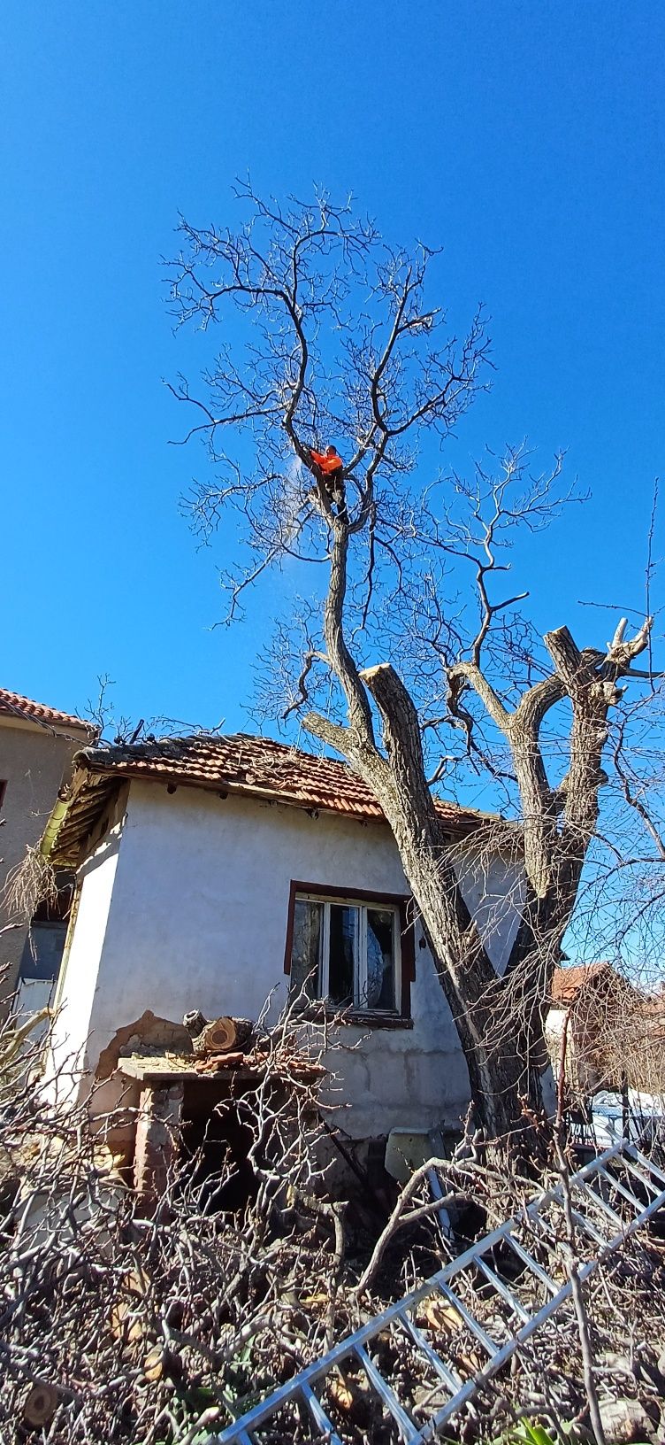 Рязане и кастрене на високи дървета