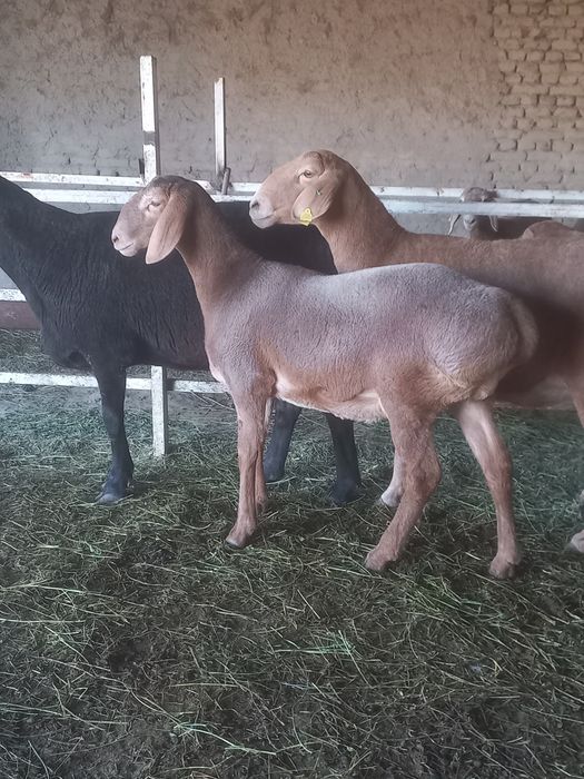 Арашан бугоз куй сотилади