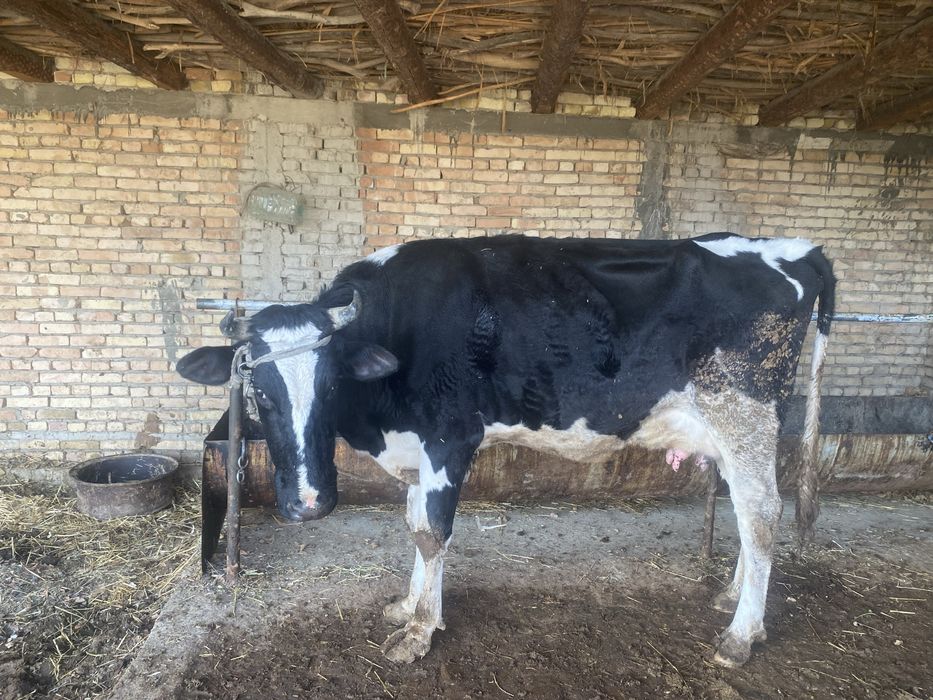 Ona bola sigir sotiladi