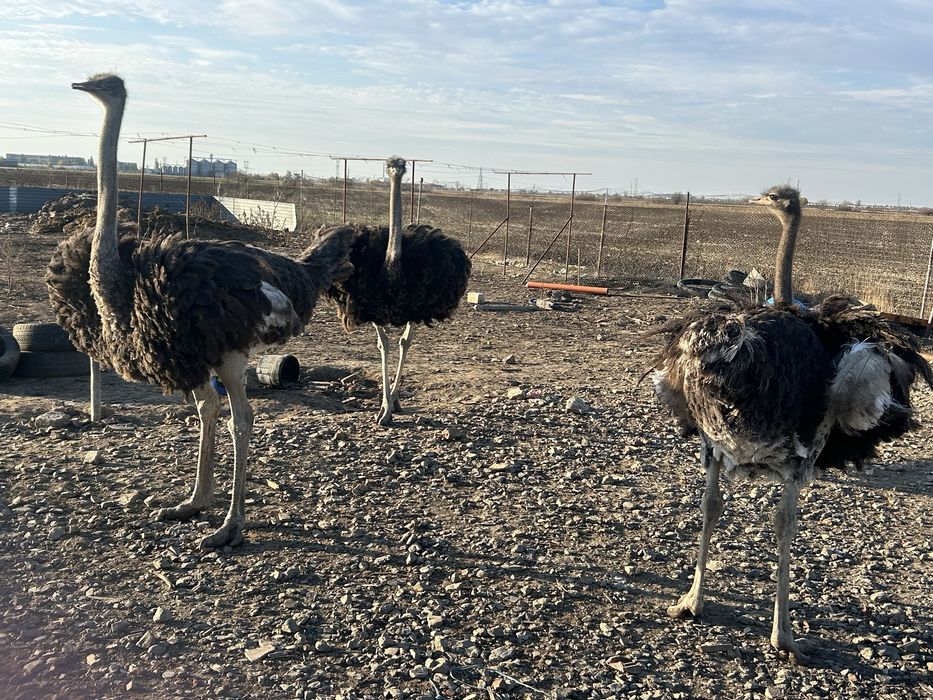 Vand sau schimb cu alte animale