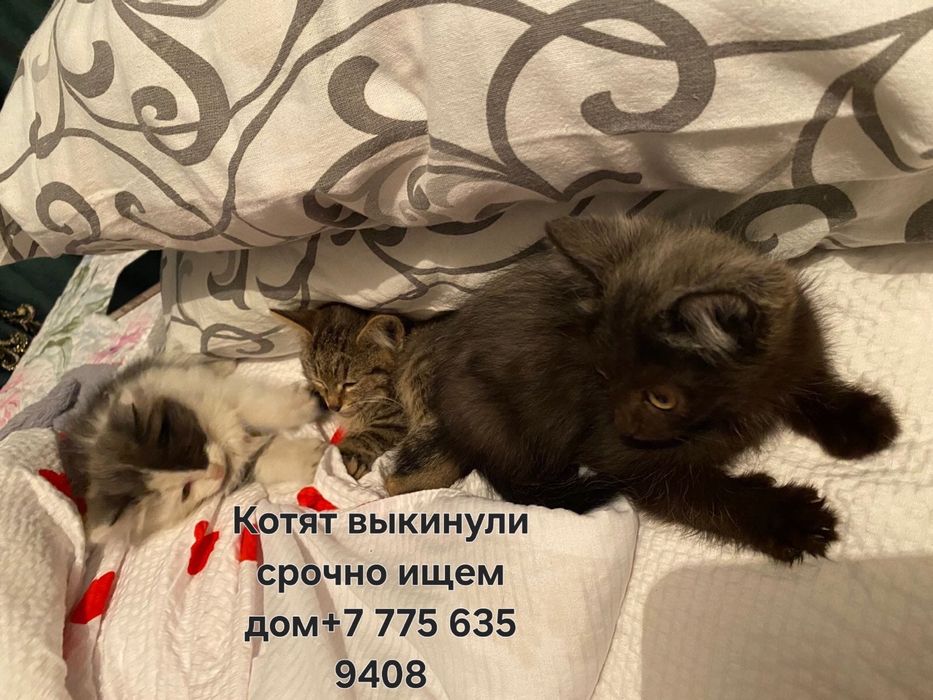 Отдам в добрые руки