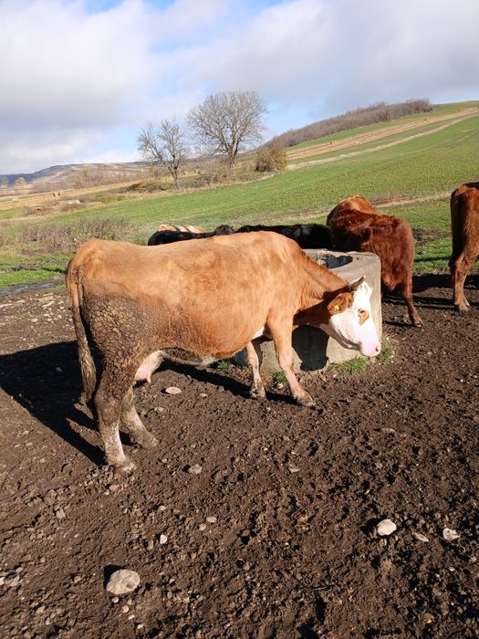 Vaca de vanzare.