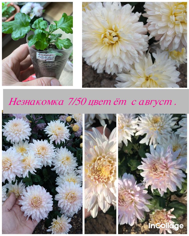 Садовые хризантемы , многолетние растения !