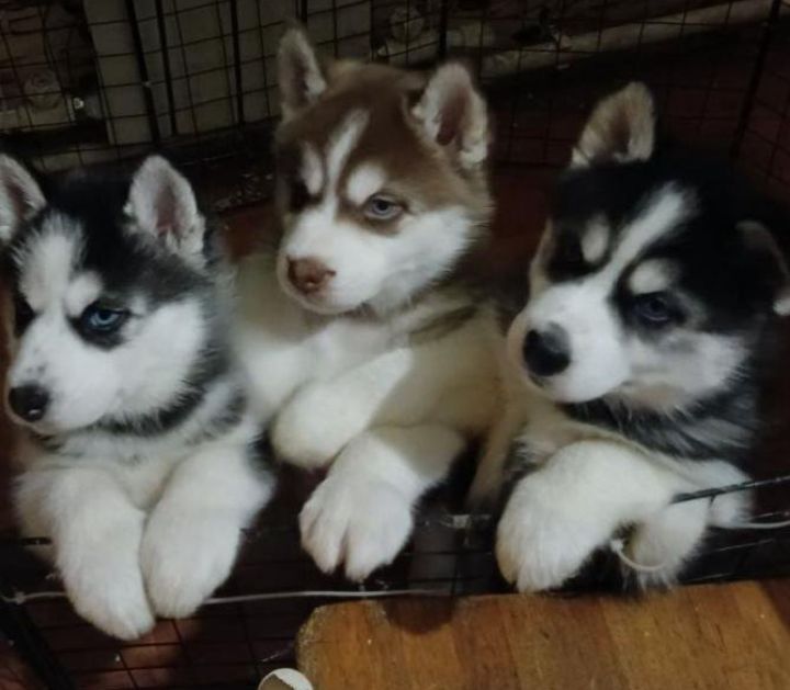 Хаски лайка.    .