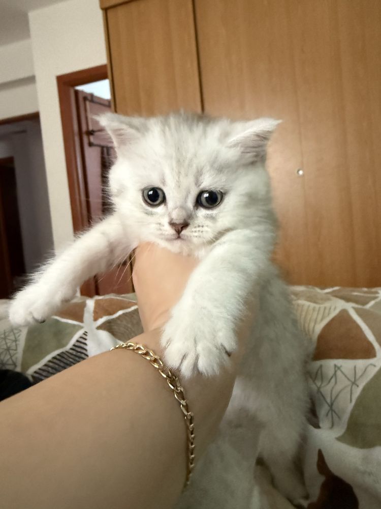 British ShortHair Chinchila
