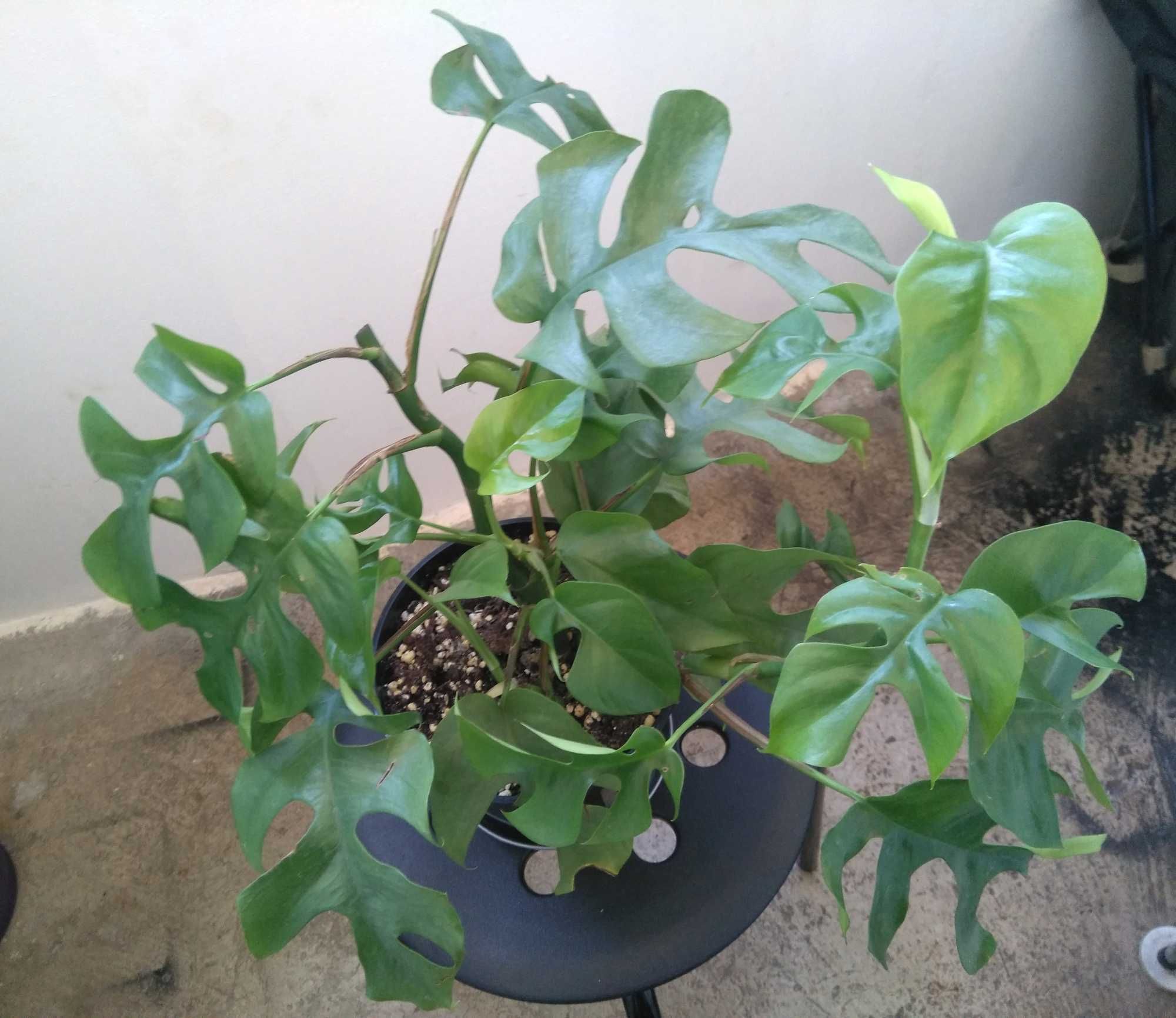 Planta Monstera Rhaphidophora Tetrasperma Minima curgatoare agatatoare