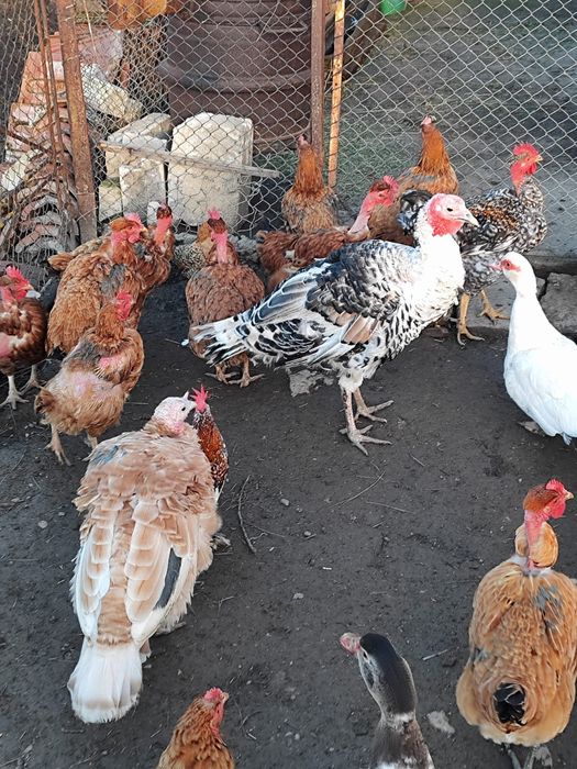 Vând o pereche de tuci(curci)