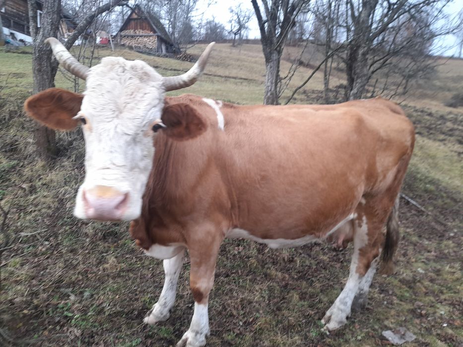 Vînd vaca 9 ani preț 5500...