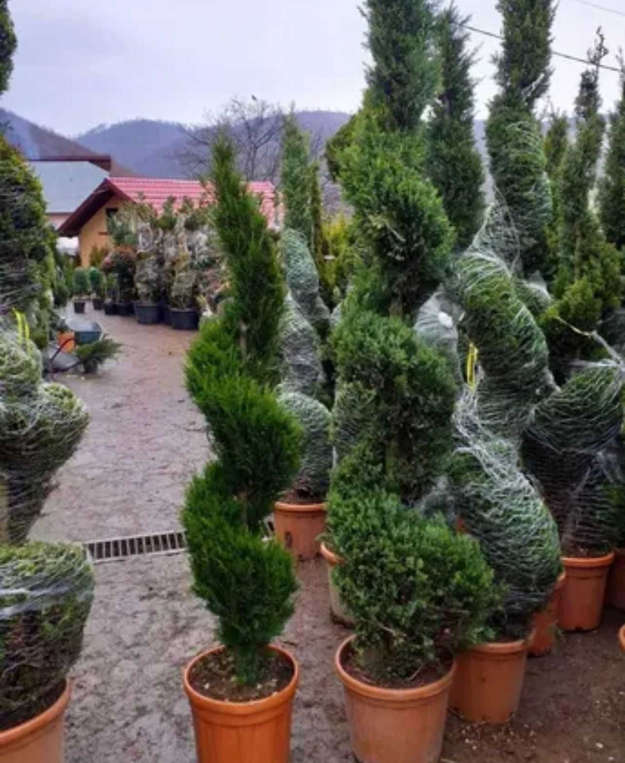 Plante Ornamentale Oriunde in tara Calitate extra