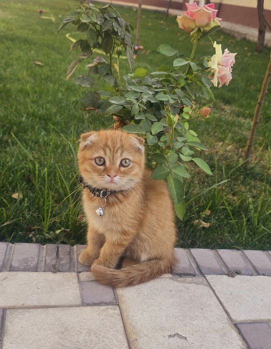 Котята редких окрасов: золотые шиншиллы, кремовые, серебристые- 2 мес