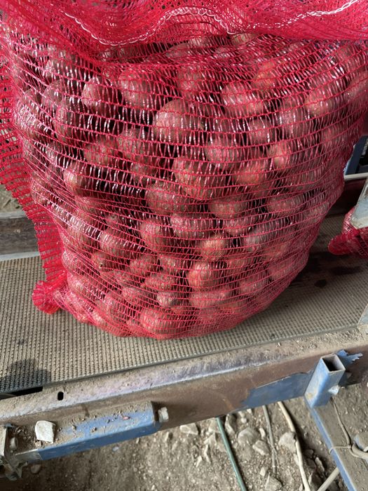 Cartofi samanta red lady