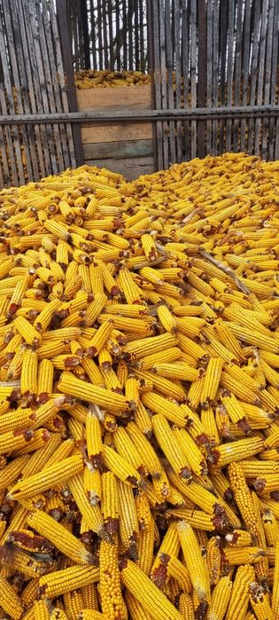 Vând porumb știuleți