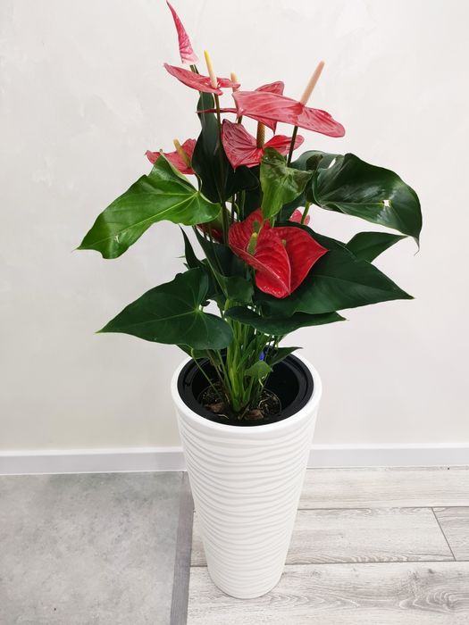 Комнатные растения. Доставка