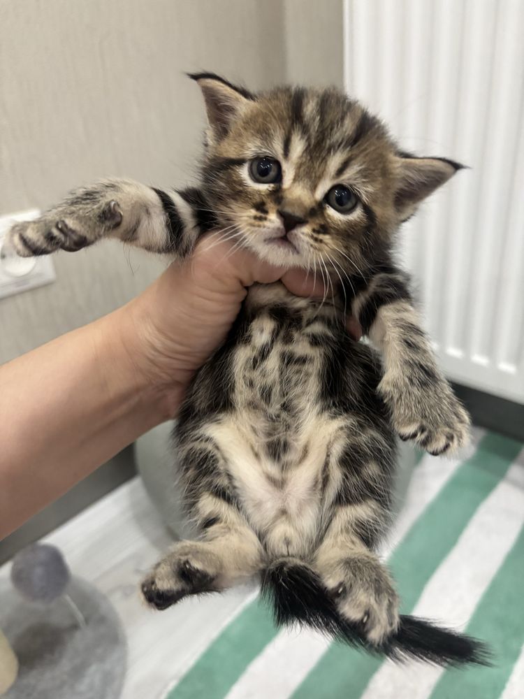 Котята от правильной вязки на брони