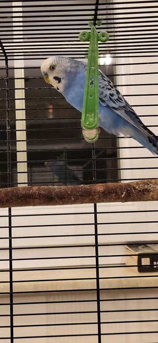 Vand perus mascul cu colivie si accesorii