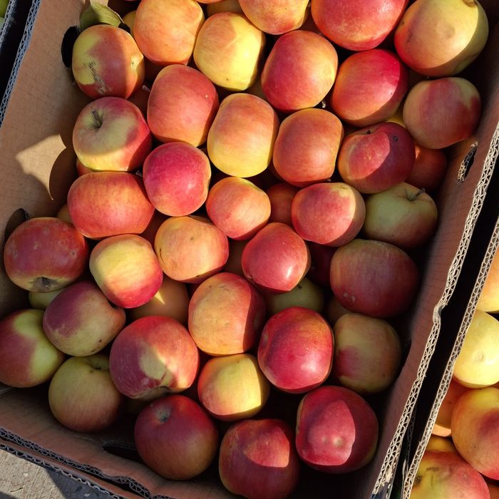 Vând mere producție 2025