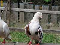 Porumbei jucători de galați