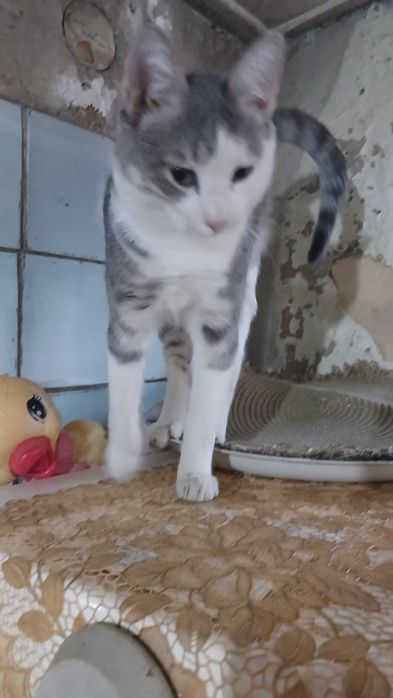 Котенок бесплатно мальчики