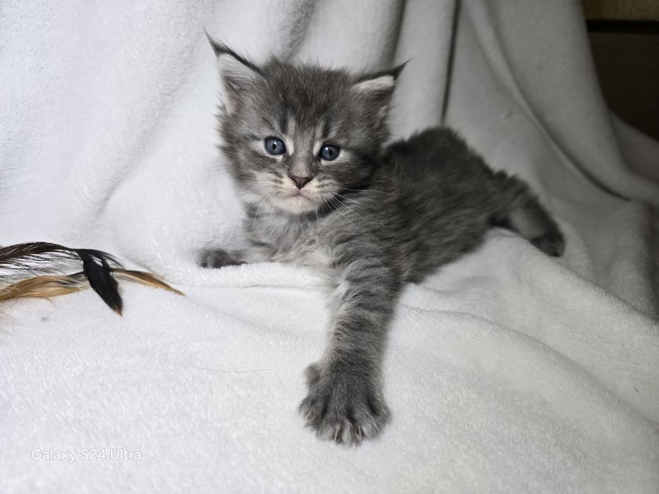 Maine coon Maine coon