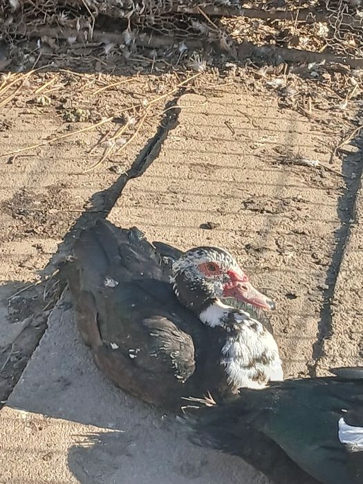 Vând rățoi mut 150 de lei negociabil.