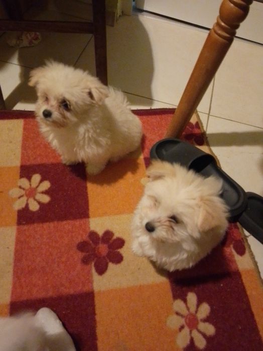 Плачеща болонка ..