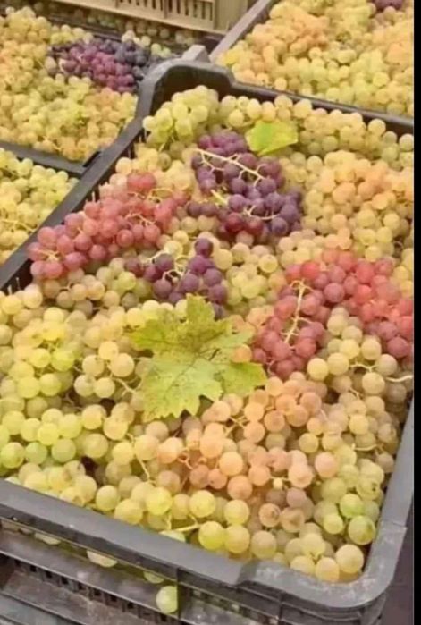 Struguri de vin Urziceni