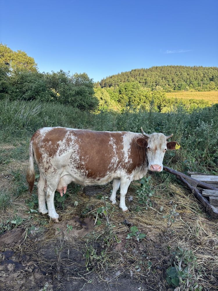Vand vaca de lapte