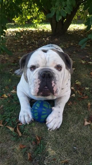 DONEZ Bulldog Englez