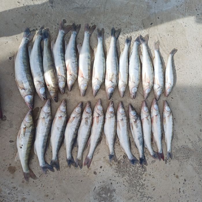 Свежий судак сатылады